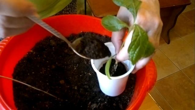 Комнатные цветы. Укореняем черенки Клеродендрума угандийского. Clerodendrum Ugandan. смотреть онлайн