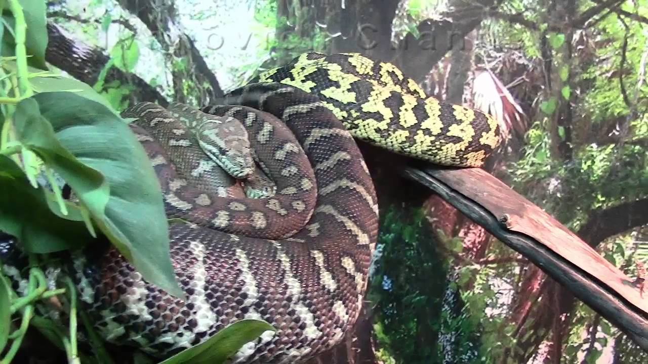 Ковровый Питон Чейна / Carpet Python смотреть онлайн