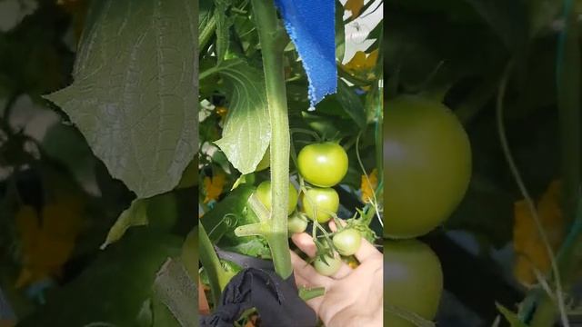 Сорт, который вас никогда не подведёт. Томат " Евпатор". смотреть онлайн