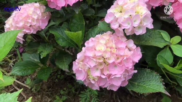 SUGUK 수국 (Hydrangea macrophylla) смотреть онлайн