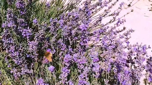 О, как чудесно! Стань актёром старинного фильма в лавандовом поле. Эйфелева башня и пианино. смотреть онлайн