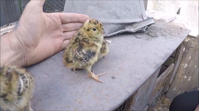 Нашёл заброшенное гнездо с яйцами и вылупилось Чудо! Eggs in the forest! Watch the eggs, bro! смотреть онлайн