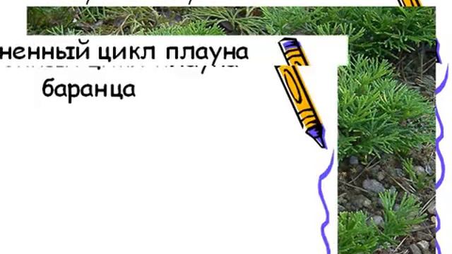 Плауны, хвощи.AVI смотреть онлайн