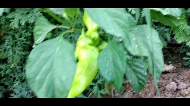 Growing sweet bell peppers/Shirin bulg`or qalampiri yetishtirish toliq video смотреть онлайн