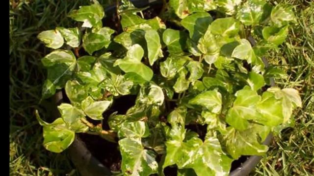Indoor Plants смотреть онлайн