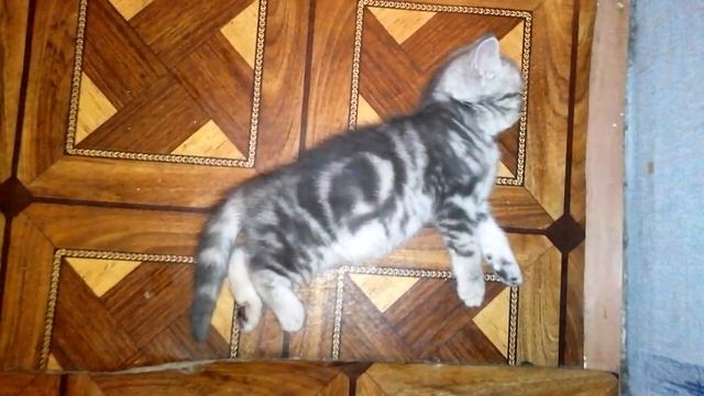 Котенок говорит ОТСТАНЬ. Самое милое видео! Котенок спит. смотреть онлайн