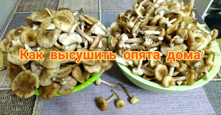 Как высушить грибы дома. Самый простой способ