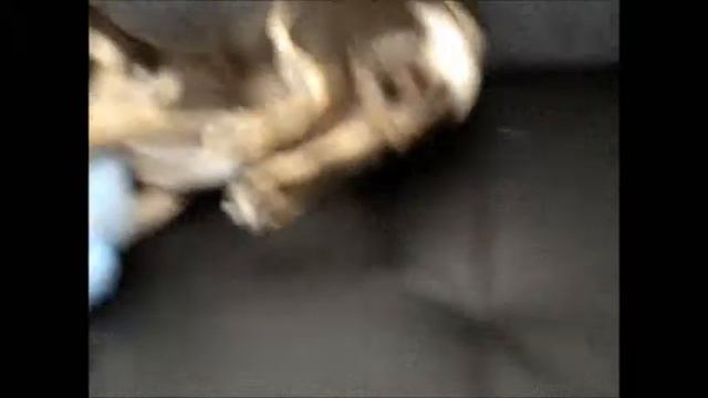 Chihuahua Elvis,Brincando No Sofa смотреть онлайн