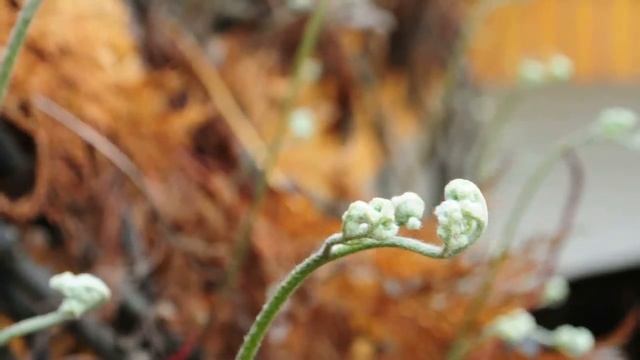 Video Test Nikon D5000 смотреть онлайн