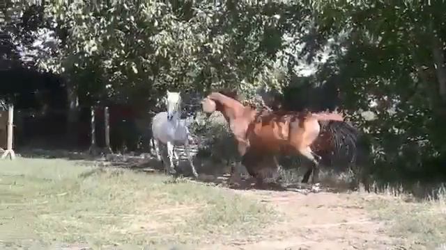 Кони-красавцы) смотреть онлайн