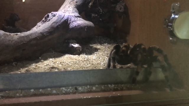 Тарантул в зоопарке. город Пафос, Кипр/ Tarantula in the zoo. Paphos, Cyprus смотреть онлайн