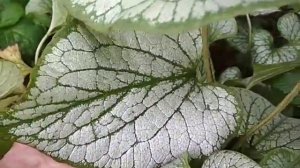 брунера Джек Фрост