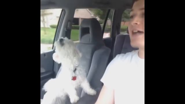 My Favorite Vines смотреть онлайн