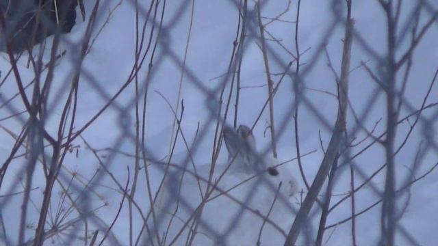 У нас под окнами живет заяц. смотреть онлайн