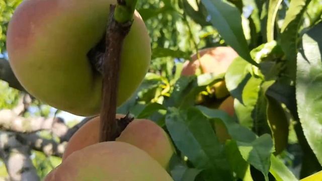 Персик Ветеран