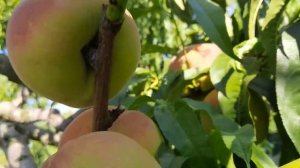 Персик Ветеран