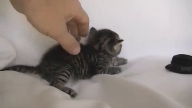 Пару слов про (Перпетума)perpetuumworld смотреть онлайн