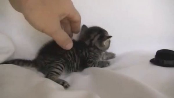 Пару слов про (Перпетума)perpetuumworld