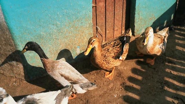 Зоопарк им. Чебурашки в Комарово ч.2 смотреть онлайн