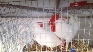 Куры Леггорн - отличные несушки.