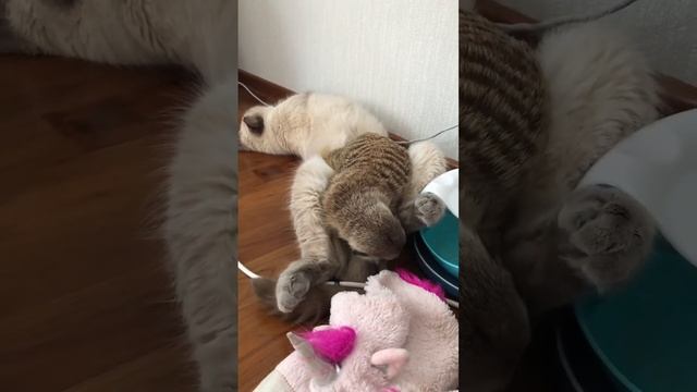 Суриката уснула на интересном месте ??#сурикотики #meerkat #коткокос #ミーアキャット #미어캣 #猫鼬 #сурикат смотреть онлайн