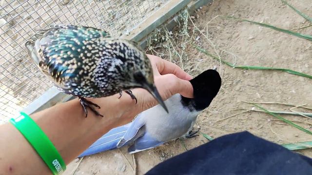 И скворца своего забери! смотреть онлайн