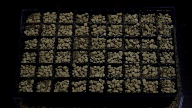 夜の趣味時間【ヘクチア　ラナータ植替え編】 смотреть онлайн