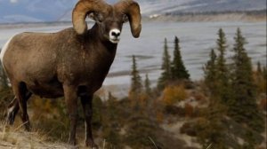 Алтайский горный баран описание, характеристика и особенности породы