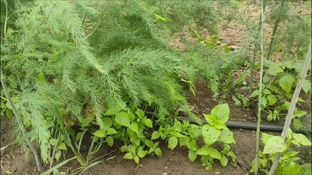 Поле спаржі 23.08.2023рік.Міжрядна культивація.