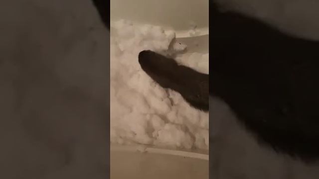Норка домашняя. смотреть онлайн