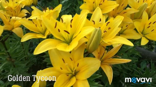 Сорта лилий: Perl Jennifer, White Tiger, Golden Tycoon, Elody, Red Electric, Red County смотреть онлайн