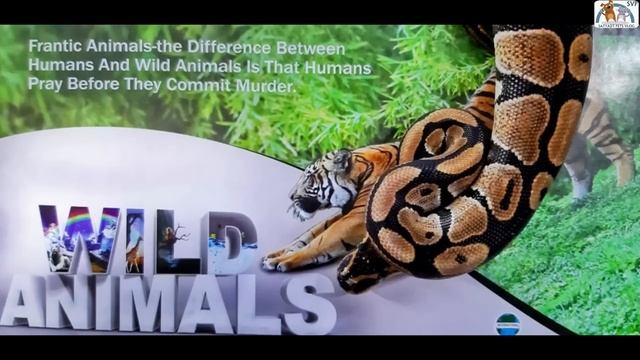 BALL PYTHON PRICE IN INDIA GALIFF STREET KOLKATA Snake Buy India snakes care reptiles смотреть онлайн