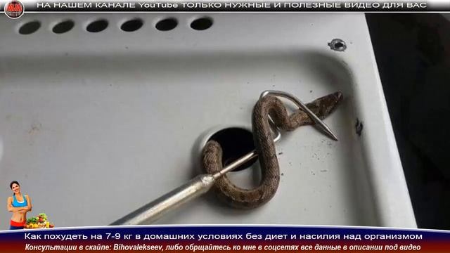 ? Невероятно женщина с дочерью обнаружили гадюку в газовой плите на кухне своей квартиры смотреть онлайн