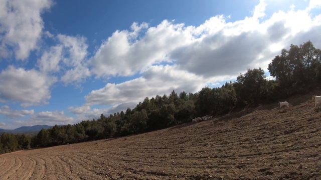Лов на благороден елен на гонка / Dееr hunting Monteria in Spain смотреть онлайн