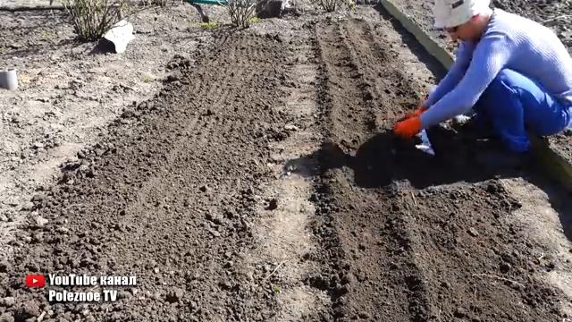 ХИТРЫЙ СПОСОБ ПОСАДКИ СВЕКЛЫ! БОЛЬШОЙ УРОЖАЙ БЕЗ ПРОРЕЖИВАНИЯ смотреть онлайн
