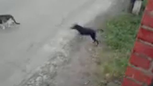 Щенок достаёт кошку смотреть онлайн