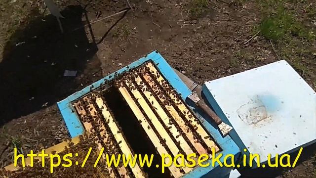 Тепло. Нектар из абрикос. Вощина на пробу. 29.04.2021 смотреть онлайн