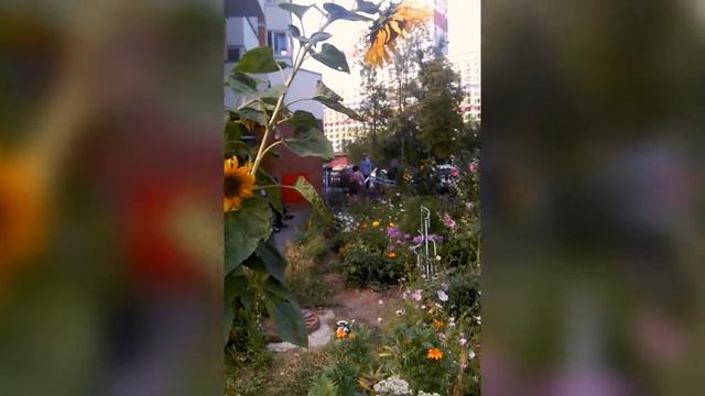 День Подсолнуха 2017 смотреть онлайн