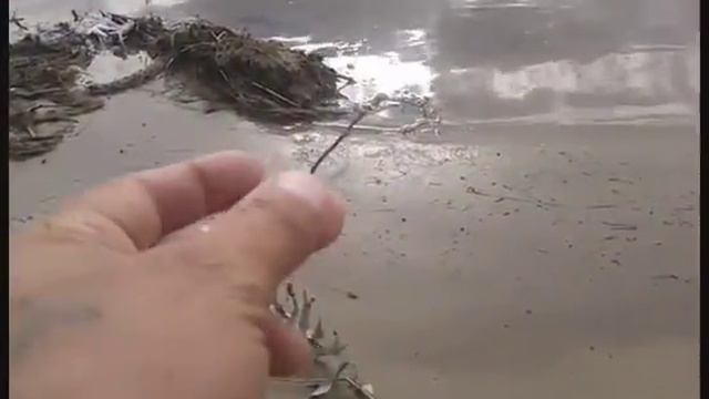 Рыбалка на острове. Часть 2-ая. МАЛЁК, СТРЕКОЗА И ГАД смотреть онлайн