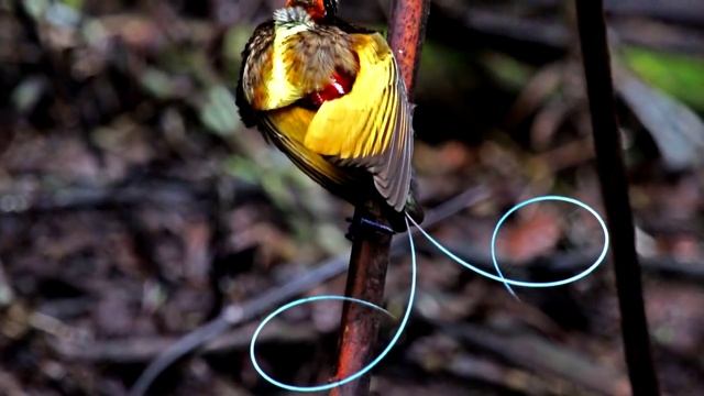 10 САМЫХ НЕОБЫЧНЫХ ПТИЦ смотреть онлайн