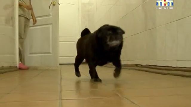 В Саратове открыли фитнес-клуб для собак смотреть онлайн