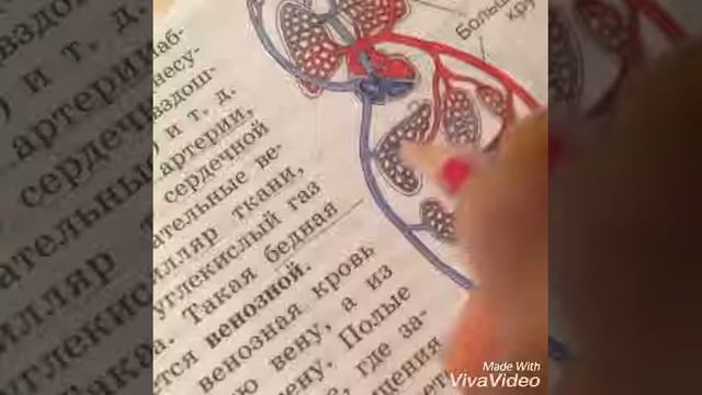 Биология/8 класс/кровообращение смотреть онлайн