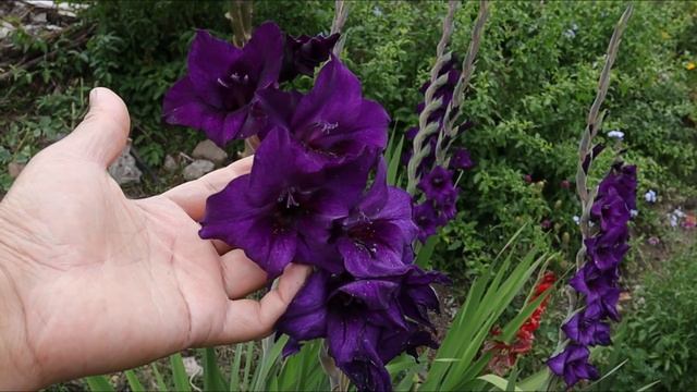 Hablemos del Gladiolus Purple Flora - Purple Prince - Emir - Gladiolo - Espadilla - Gladioli смотреть онлайн