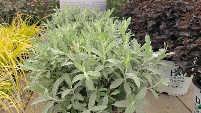 Salix Iceberg Alley'™ (Sageleaf Willow) // Magnificent, Very Hardy, Dwarf Shrub With SILVERY Foliag
