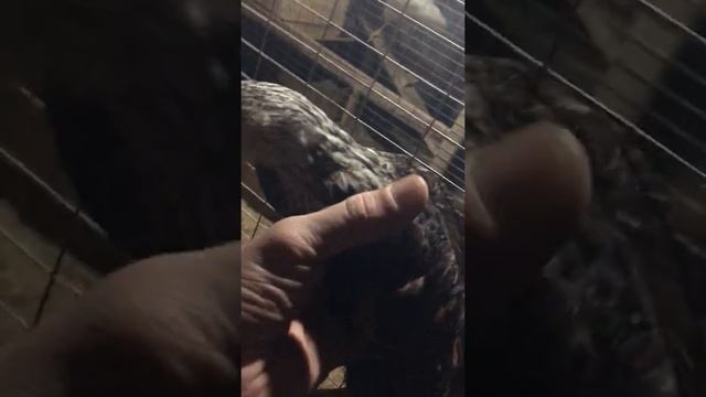 Загорская лососевая смотреть онлайн