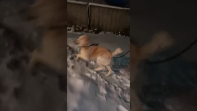 Какой формы должна быть голова у среднеазиатской овчарки алабай?/What shape should the head alabai. смотреть онлайн