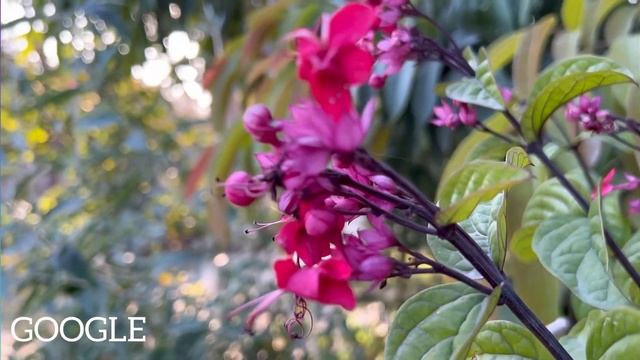 OnePlus 11 Vs Xiaomi 13 Vs Google Pixel 7 Camera Test