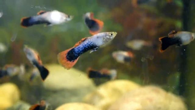 Shakthi Batik Guppies (m) at the Aquatic Gardens Tayport смотреть онлайн