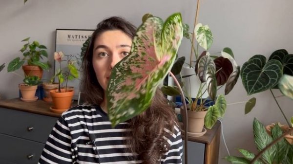 Красавчики каладиумы / Обзор коллекции каладиумов и мой уход за ними