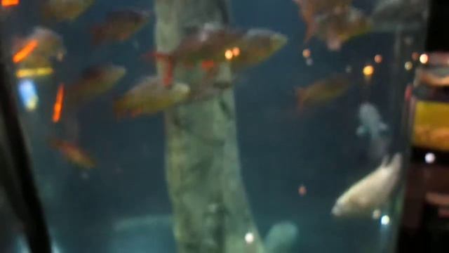 Рыбы в стеклянной колонне плавают по кругу (Куала-Лумпур) смотреть онлайн